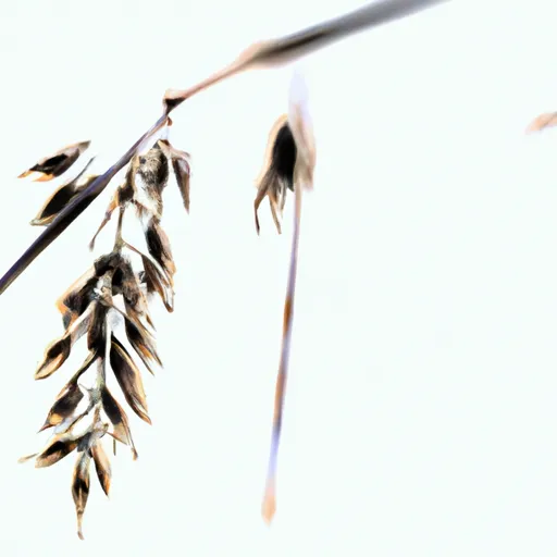 Bild av grain