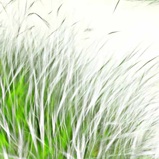 Bild av grässvål