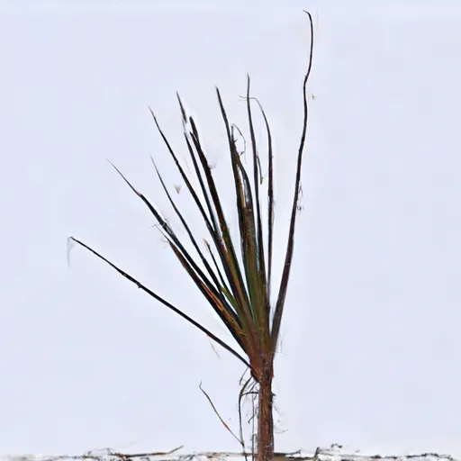 Bild av ensamlevande växt